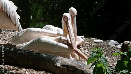 The Great White Pelican, Pelecanus onocrotalus also known as the rosy pelican is a bird in the pelican family.