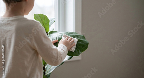 Young child standing by a window gently wiping a large green houseplant leaf with a white cloth