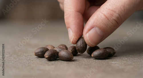 Close Up of Fingers Picking Large Organic Seed from Pile