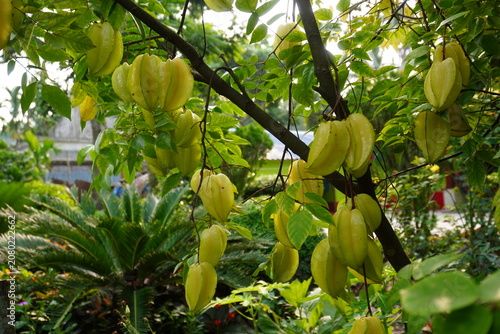 Foto Star Fruit Tree with Ripe Yellow Green Carambola Fruits