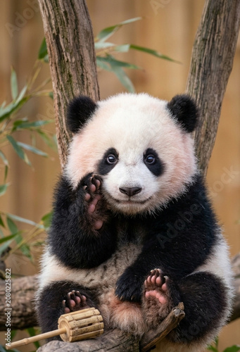 Cute Giant Panda Cub Sitting On Tree Waving Paw At Camera In Bamboo Forest Habitat