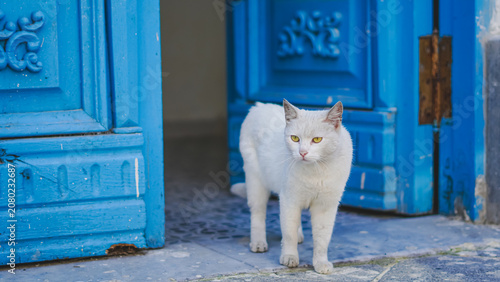 Foto A suspicious white cat stands cautiously at the threshold of a vibrant blue door