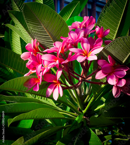 Cluster of pink frangipani flowers (Plumeria) with long green leaves in bright sunlight, close-up of tropical blooms.