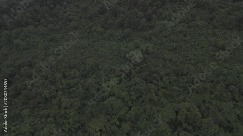 Aerial top-down view of creepers, climbing vines, and lush greenery in Old Goa during a monsoon evening, showcasing dense tropical vegetation and vibrant natural textures.