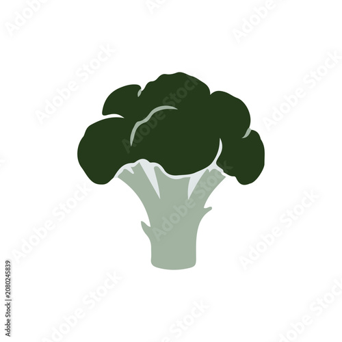 Green broccoli vector illustration isolated on white background. Flat vector icon of fresh broccoli vegetable.
