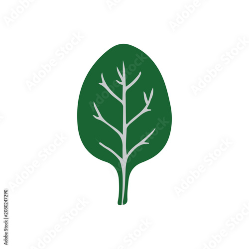 Green spinach leaf vector illustration. Fresh organic leaf vegetable isolated on white background.