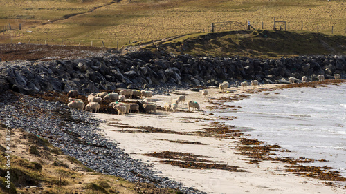 Foto Minn Beach mit Schafen auf Shetland