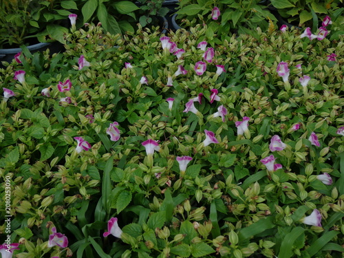 Canvastavla A dense patch of beautiful pink and white Torenia or wishbone flowers blooming amidst green foliage in a garden