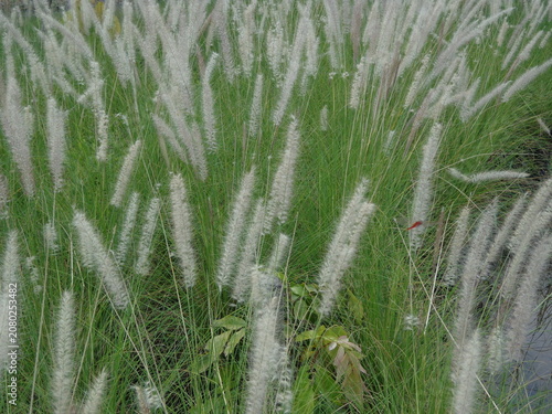 Canvastavla Beautiful field of white fluffy fountain grass swaying in the wind with a small red dragonfly flying among the stems