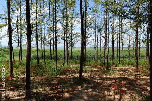 Photos Red spider lilies blooming beneath trees beside a lakeside wetland in summer