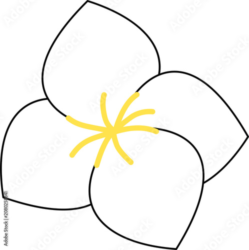 White plumeria flower isolated element for tropical summer and Songkran