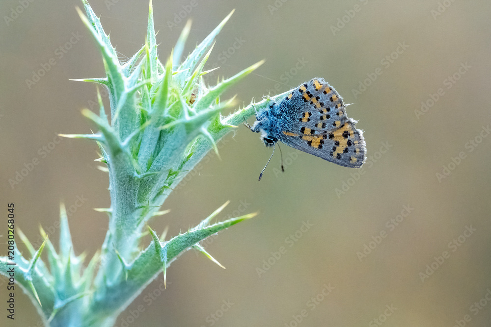 Εκτύπωση καμβά Lycaenidae / Anadolu Gelinciği / Anatolian Vernal Copper / Tomares nogelii