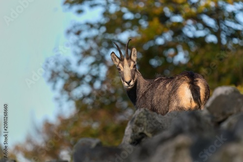 Photography A beautiful chamois stands on a stone hill and looks at the camera