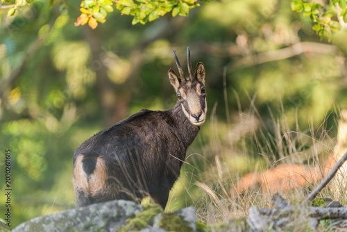 Photography A beautiful chamois stands on a stone hill and looks at the camera