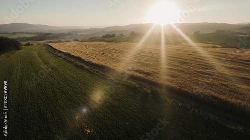 Aerial View of Golden Wheat Field at Sunset Cinematic Footage