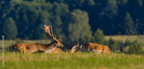 Canvas Print A herd of fallow deer is running on the horizon