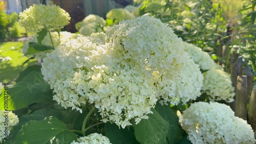Blühende Annabelle-Hortensie (Hydrangea arborescens) im Sommer | Querformat - Detailreiche Blütenstände der weißen Schneeball-Hortensie in natürlichem Licht. Ideal für Natur-, Garten- und Pflanzenproj
