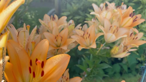 Nahaufnahme blühender Asiatischer Lilien (Lilium × hybrida) im Querformat. Natürliches Gartenvideo mit kräftigen Farben und ruhiger Stimmung | Querformat