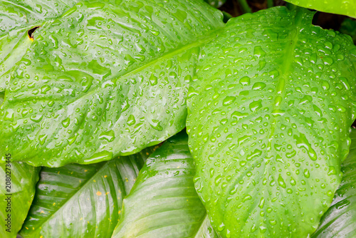 Vibrant green leaves glisten with morning dew. Lush foliage fills the frame with natural freshness. Water droplets cling to each leaf's surface. Plants appear healthy, thriving in moist soil