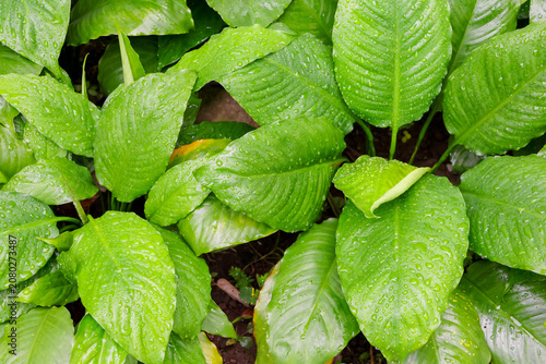 Vibrant green leaves glisten with morning dew. Lush foliage fills the frame with natural freshness. Water droplets cling to each leaf's surface. Plants appear healthy, thriving in moist soil