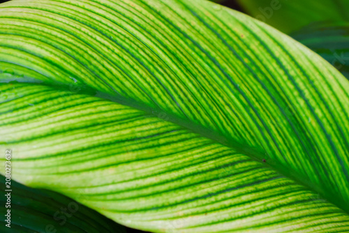 Vibrant green lines curve across leaf surface. Soft focus highlights natural texture and structure. Ideal for backgrounds, design elements, or nature themes
