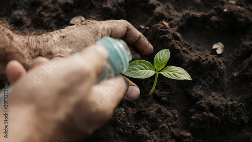 Hands Watering Small Green Plant Sprout in Soil Storyboard