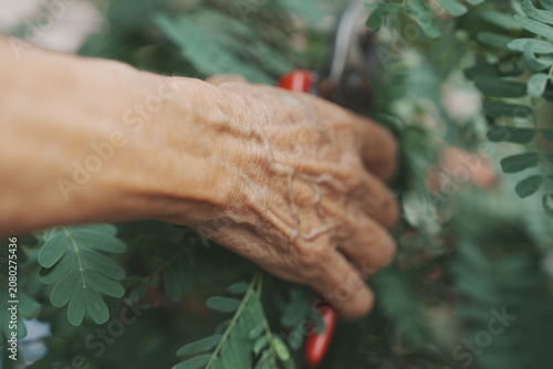 Cuadro en lienzo A close-up shot focuses on the weathered, wrinkled hands of an elderly person gently clasping each other