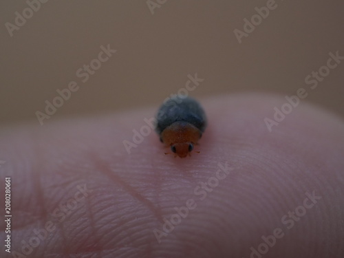 Orange and black ladybug crawling on human hand