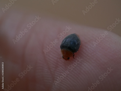 Orange and black ladybug crawling on human hand