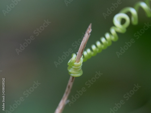 Close-up of tendrils wrapped around twig like a spring