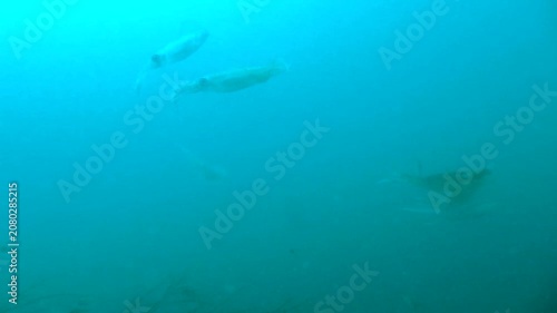 Pair of bigfin reef squids swimming underwater during spawning season in Izu, Japan