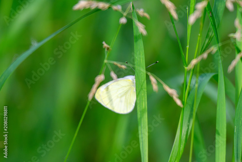 Foto small skipper on flower