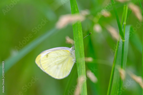 Foto small skipper on flower