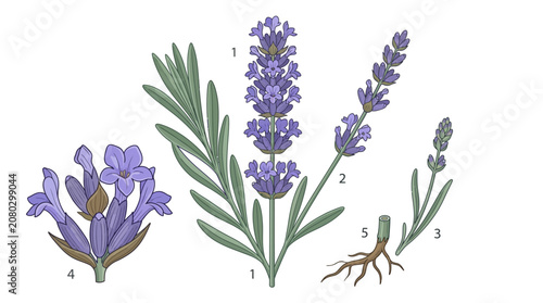 Cuadro en lienzo Botanical illustration of a lavender plant showing different stages and parts