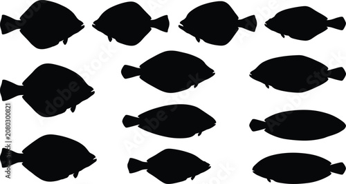 Obraz na płótnie Flatfish commercial marine species flounder halibut sole turbot plaice ocean fis