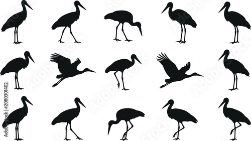 Foto Wild stork bird collection wading waterbird wildlife ornithology migratory speci