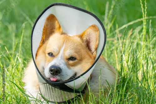 Pembroke Welsh Corgi wearing an Elizabethan collar.