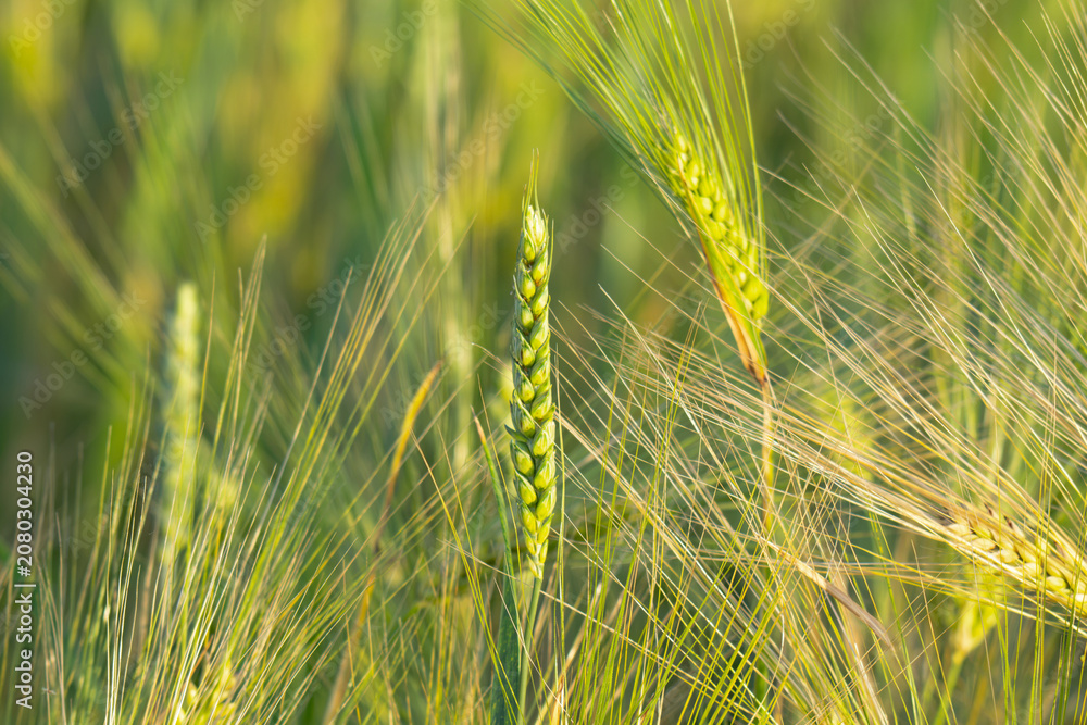 Fototapeta premium Young Green Wheat Crops Field Growing in Cultivated Plantation