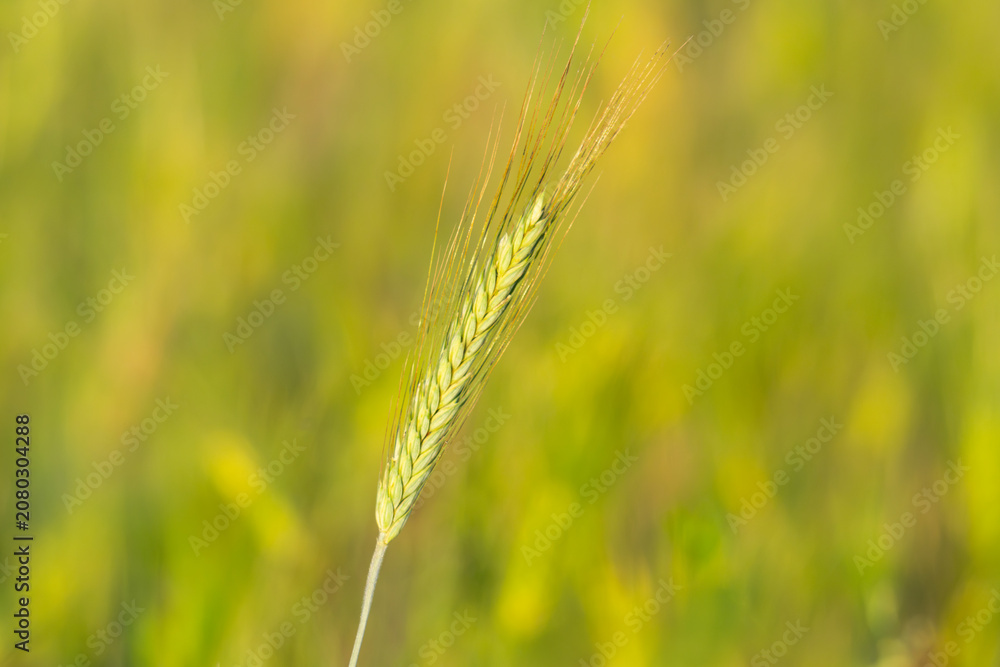 Fototapeta premium Young Green Wheat Crops Field Growing in Cultivated Plantation