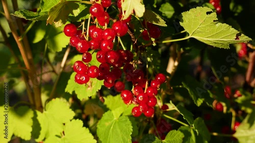 Ripe red currant berries growing on a bush in the garden. Fresh summer harvest of vitamin-rich fruit. Natural sweet berries for healthy eating, organic gardening, and seasonal nutrition.