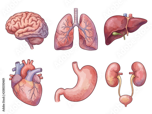 Human internal organs set showing brain lungs liver heart stomach and kidneys in artistic watercolor style