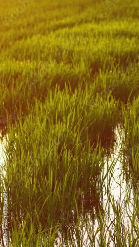 Rice seedlings growing in flooded paddy field at golden hour, close up view of young rice crop reflecting warm sunlight in agricultural landscape