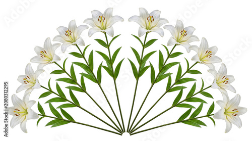 Fotografía Elegant white lily flowers with green stems and leaves, arranged in a symmetrical fan