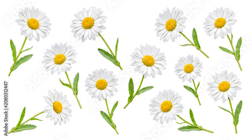 Several fresh white daisies with vibrant yellow centers and green stems isolated on a transparent background.