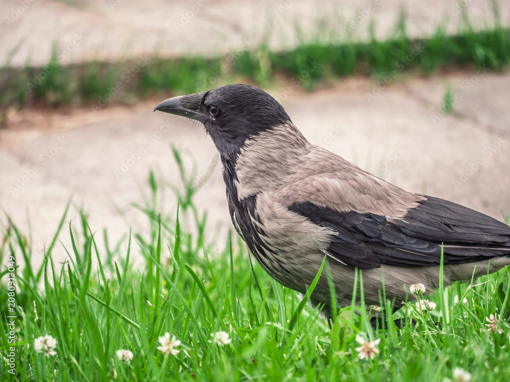 Fototapeta premium Hooded Crow Standing in Green Grass with White Clover Flowers