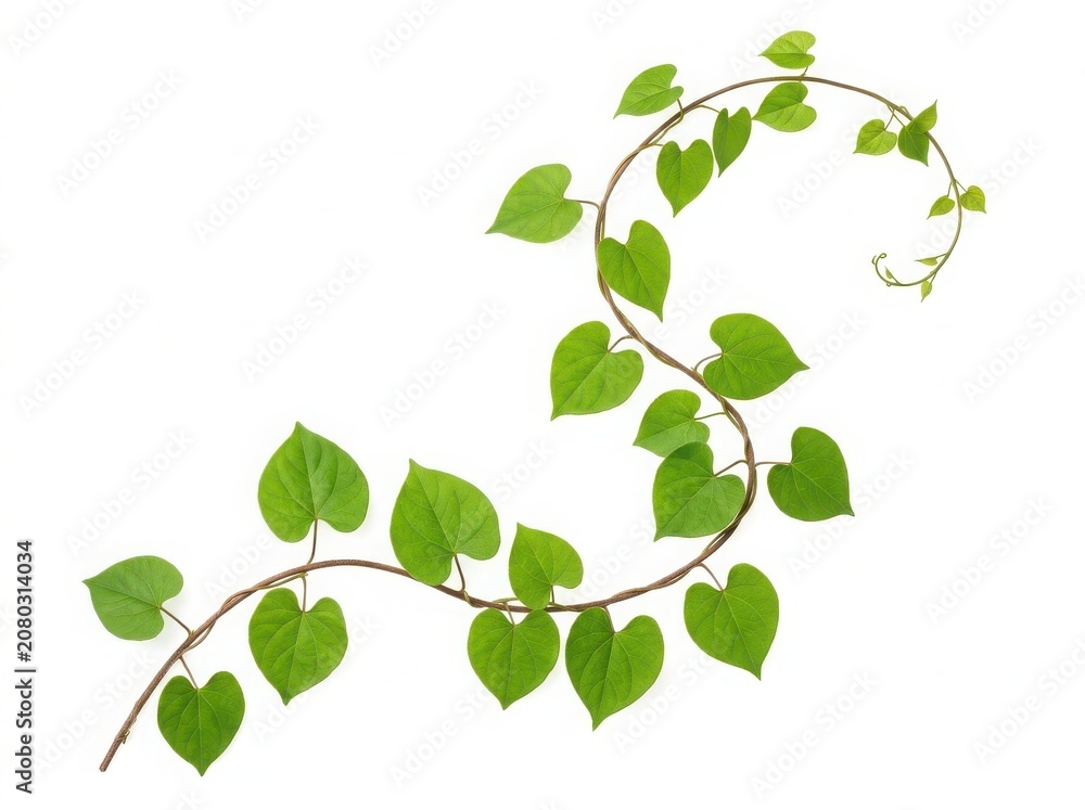 Fototapeta premium A single long green vine branch with fresh heart shaped leaves curling in a decorative organic s shape pattern for nature design isolated on white background