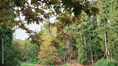 tree in the garden