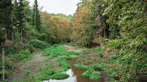stream in the forest