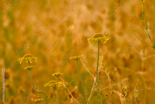 Billede på lærred Golden marguerites in warm golden evening light