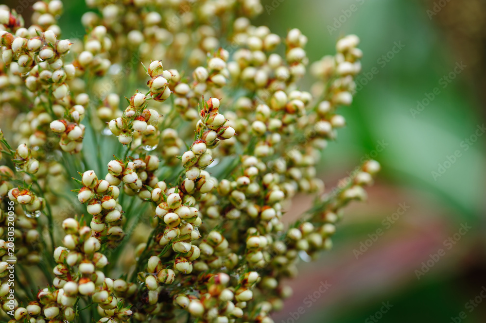 Fototapeta premium Jowar grain sorghum crop farm